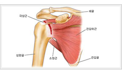 http://www.segye.com/newsView/20150616001324 수영 후 어깨 통증, 심하면 어깨 힘줄 파열까지?