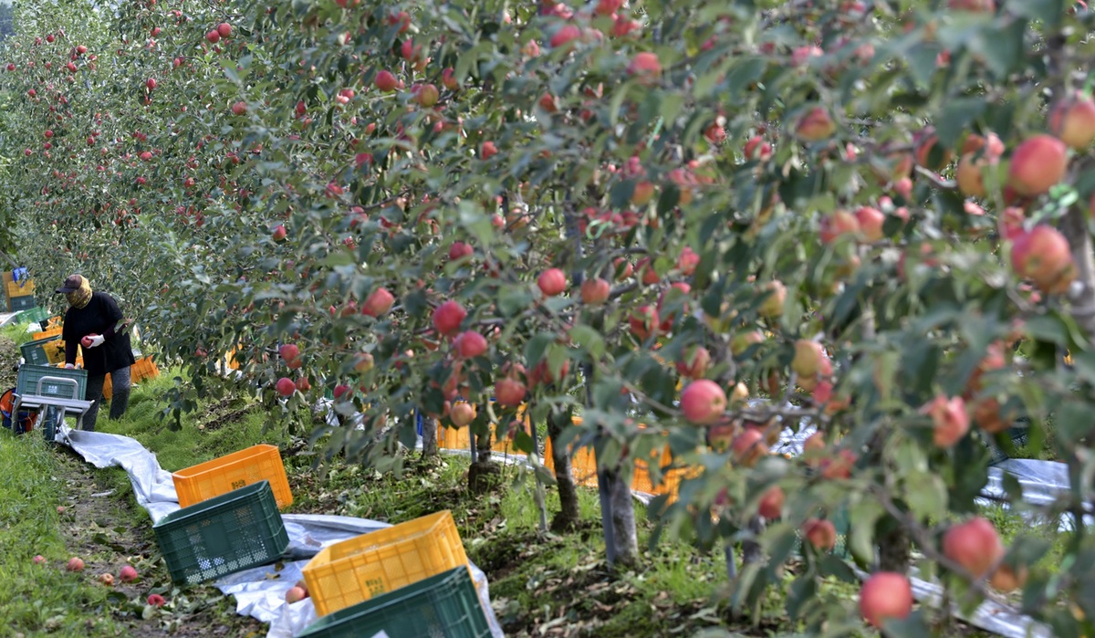 추석 앞두고 사과·배 값 급등… 전북산 사과 ‘안동 사과’ 둔갑도 확산