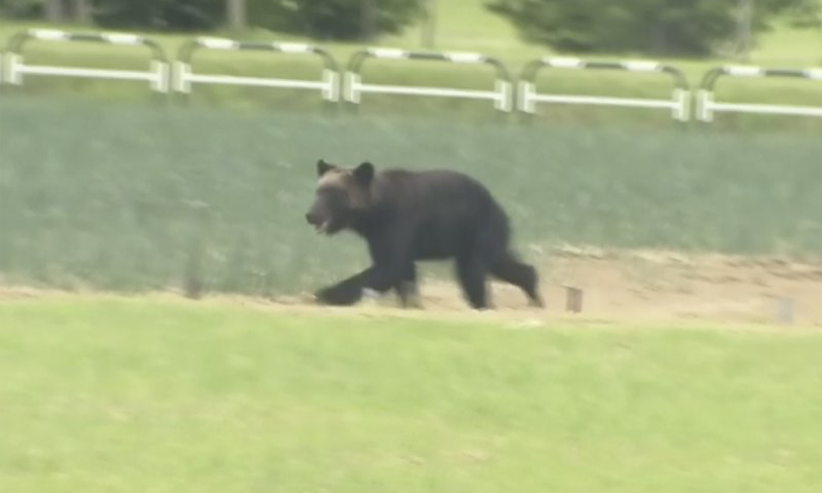 일본인 10명 중 6명 “곰, 포획·사살 중심 대응 필요” [세계는 지금]