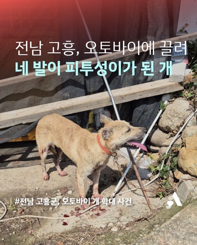 개 질질 끌고 3km 달린 견주…누리꾼 “똑같이 당해 봐야”