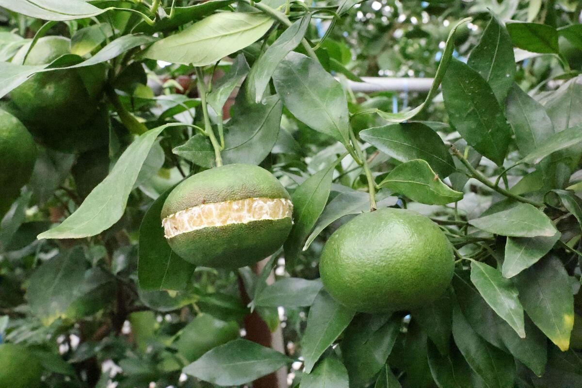 폭염에 제주 레드향 열매 터지는 열과 25% 이상 피해