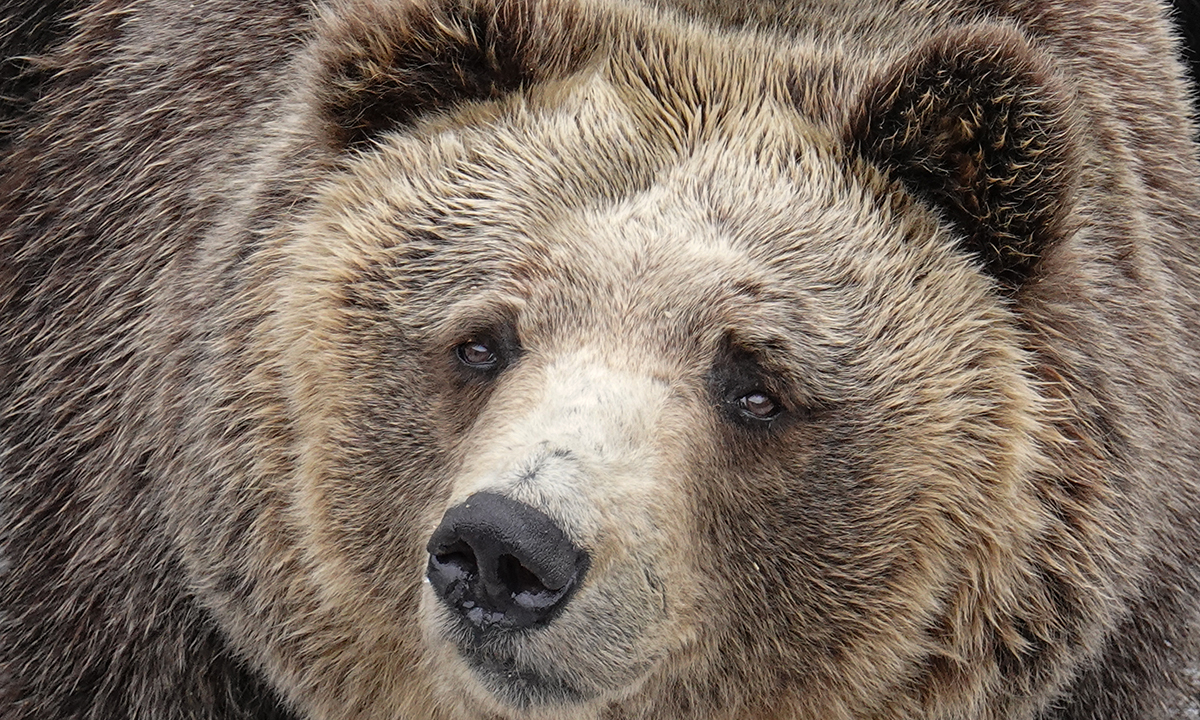 日삿포로 외곽 공원서 “살려주세요”…알고 보니 곰 습격