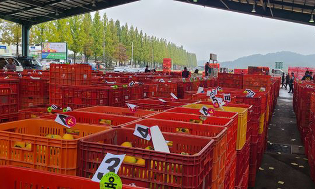 상주 곶감용 떫은감 30t ‘온라인 전자경매’ 시범 도입