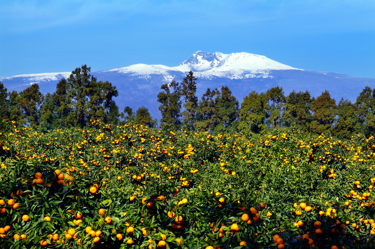 제주도, 북한 감귤 보내기 ‘비타민C 외교’ 재개하나