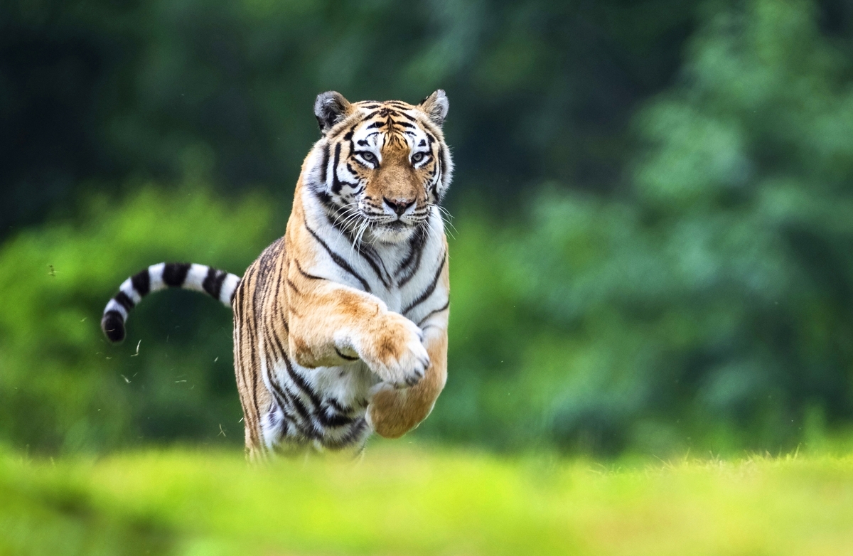 국내 최고령 백두산 호랑이 '한청', 무지개다리 건너