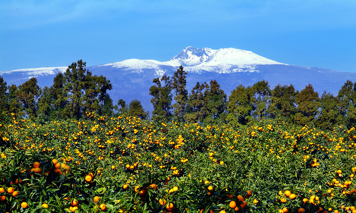 제주 대북 ‘비타민C 외교’ 다시 기지개