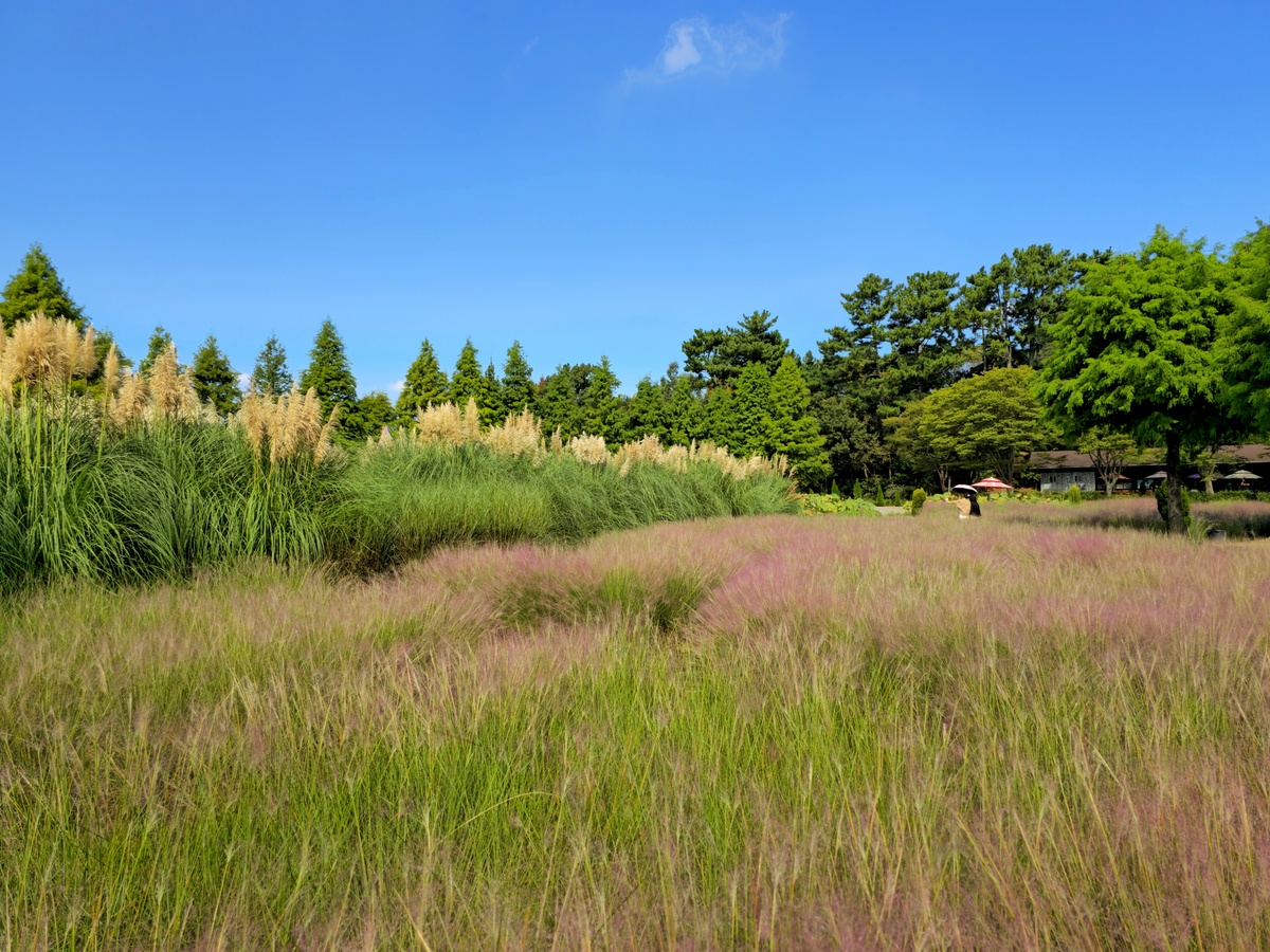 만추 서정으로 물든 태안의 보석, 청산수목원을 걷다 [최현태 기자의 여행홀릭]