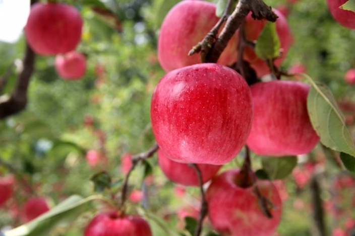 꼭지 달린 경북 사과… 한 입 베어 물면 눈이 ‘휘둥글’