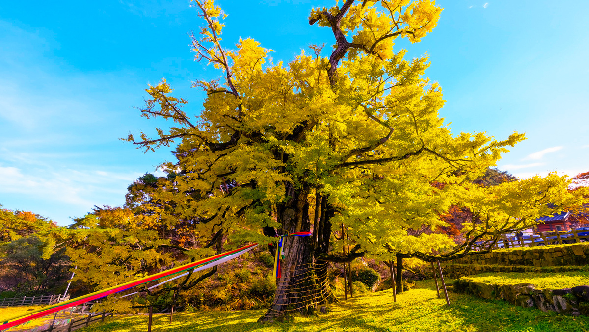 충북 영동 영국사 은행나무에 ‘천년의 황금빛’ 가을이 왔다