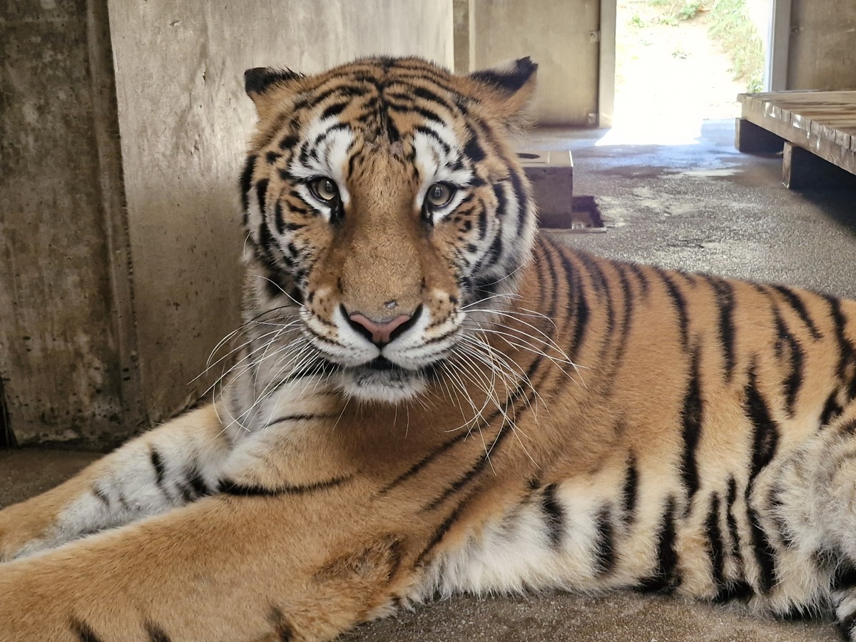 국립백두대간수목원 새 식구가 왔어요…백두산호랑이 ‘미령’
