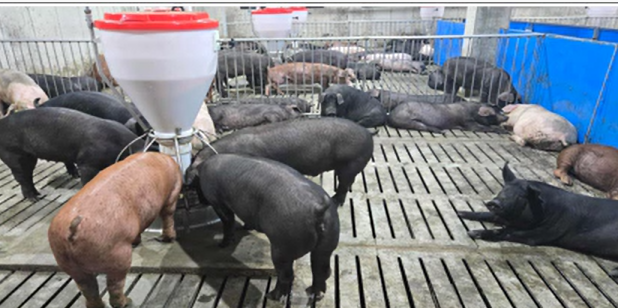 양돈 악취 오명 벗고 ‘깨끗한 축산농장’ 전국 최고상