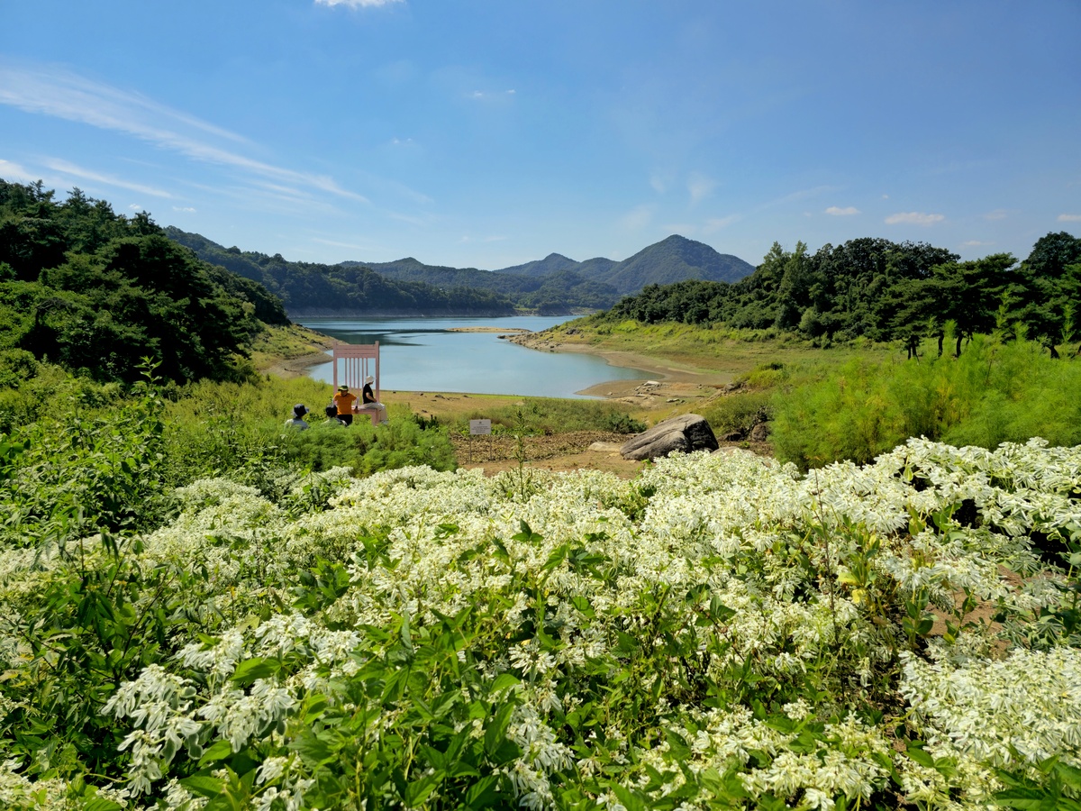 꽃·바람·물 즐기는 가을 수채화, 제천 청풍호를 걷다 [최현태 기자의 여행홀릭]