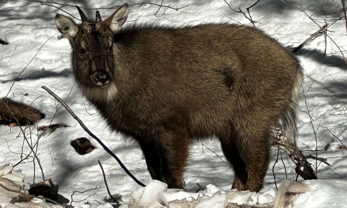 [우리땅,우리생물] 숲속의 은둔자, 산양