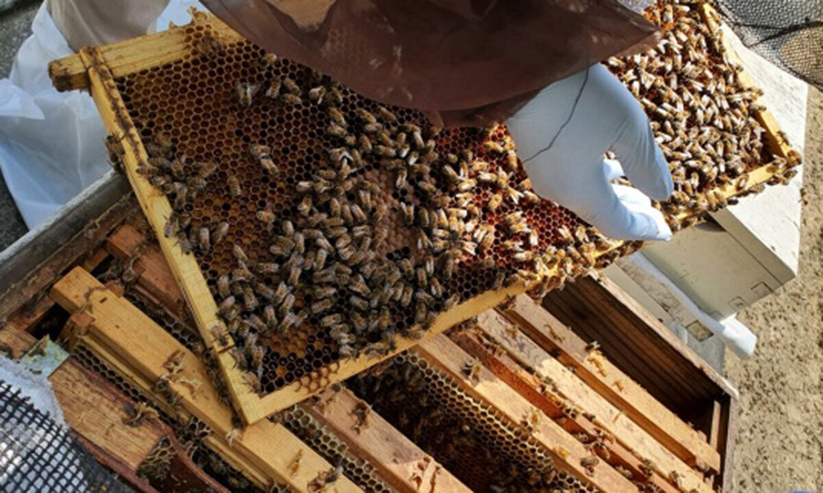 예천군, 경북 꿀벌자원육성품종증식장 개소