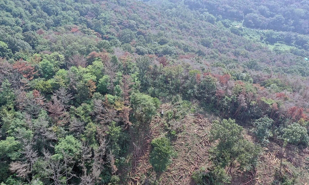 대전 대덕구서 소나무재선충병 발생…반경 5㎞ 합동 예찰