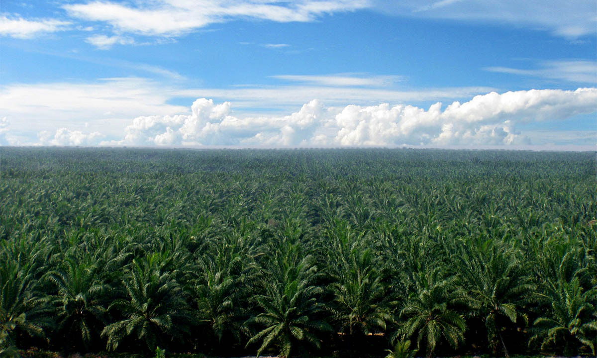 포스코인터, 1.3조 투입 인니 ‘팜 기업’ 인수