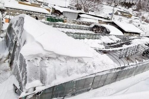 전북도 기습 한파·폭설 대비 총력… 380개 시설하우스 사전 점검