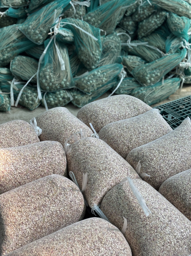 ‘고령 마늘’ 최고 품질로…대서마늘 우량종자 증식보급센터 건립