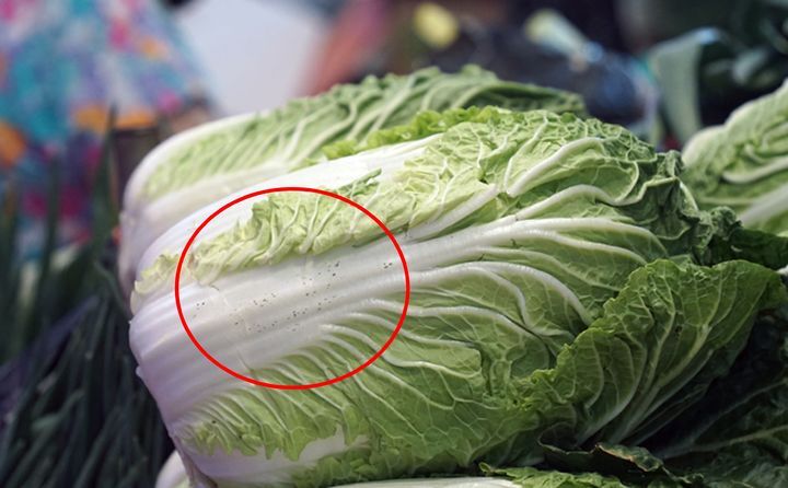 “곰팡이 아니야?”…김장 배추에 ‘검은 점’이 다닥다닥, 먹어도 괜찮을까?