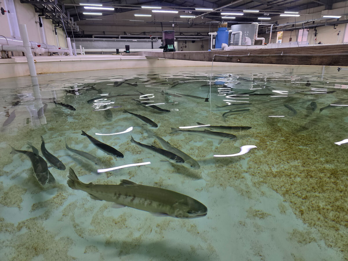 완전 양식의 길 열리나…양식 연어로 첫 인공 채란 성공