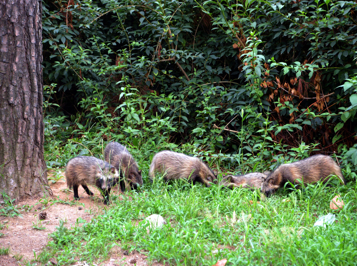 아파트 단지에 ‘깜짝 손님’…도심 너구리 출몰시 대처 방법은?