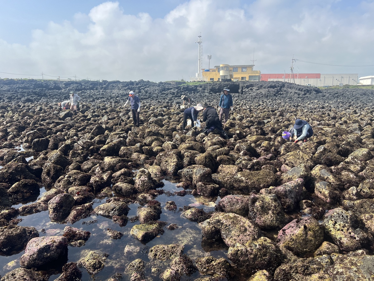 남획으로 씨 마른 제주 ‘오분자기’ 다시 잡힌다는데 시내 음식점엔 왜 없지?