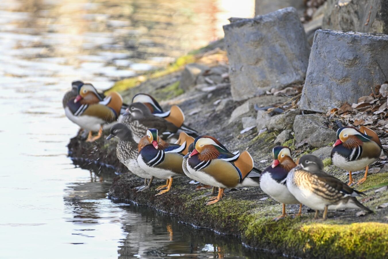 “어머나∼이쁘네…” 남원 광한루원에 터 잡은 원앙 떼 ‘눈길’