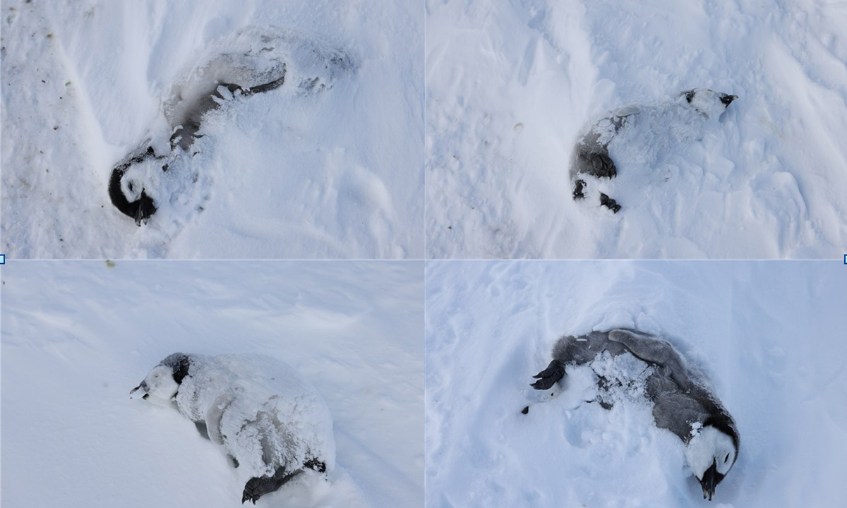 대형빙산에 가로막혀 새끼에게 먹이 전달 못한 어미 황제펭귄들… “새끼 70% 굶어죽어”