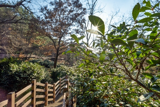 함라산 야생차 군락, 산림문화자산 지정