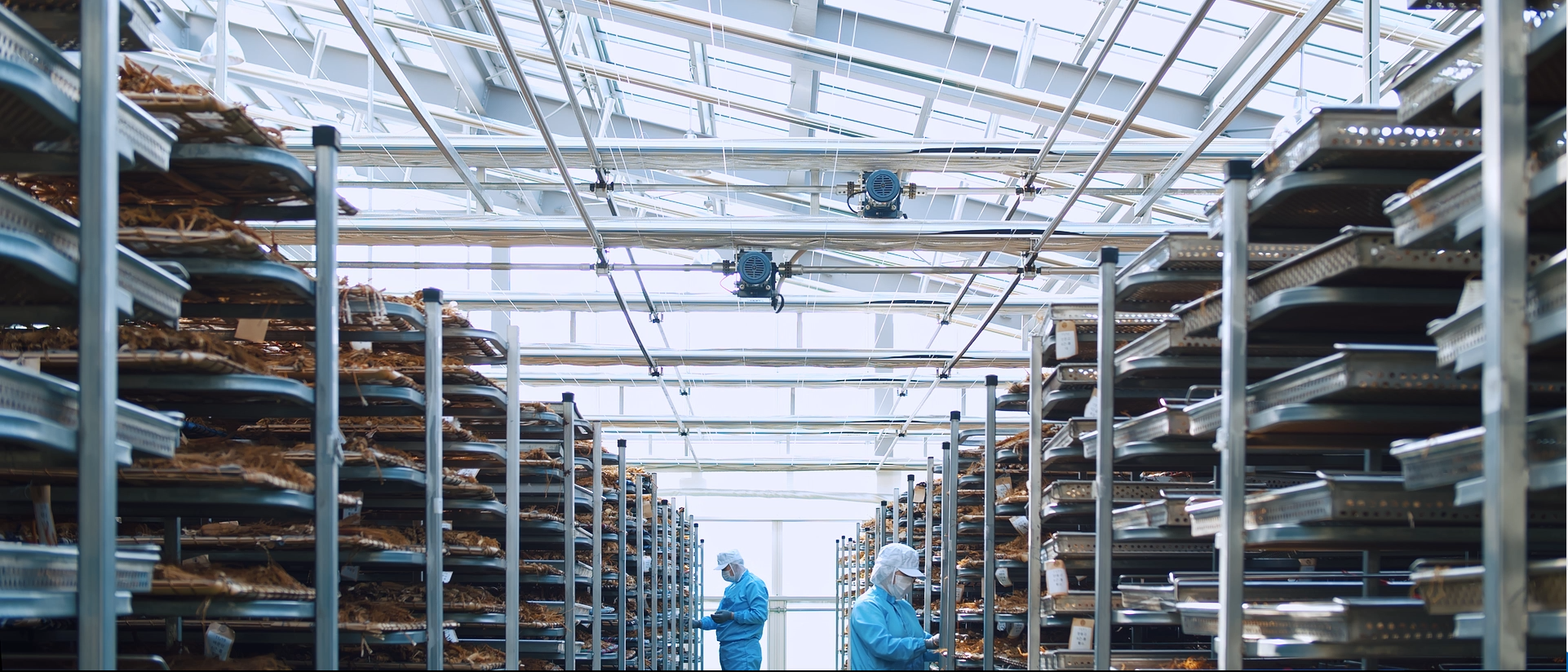 금산 인삼에서 세계 건강으로…대동고려삼, 홍삼 전문기업 도약 가속