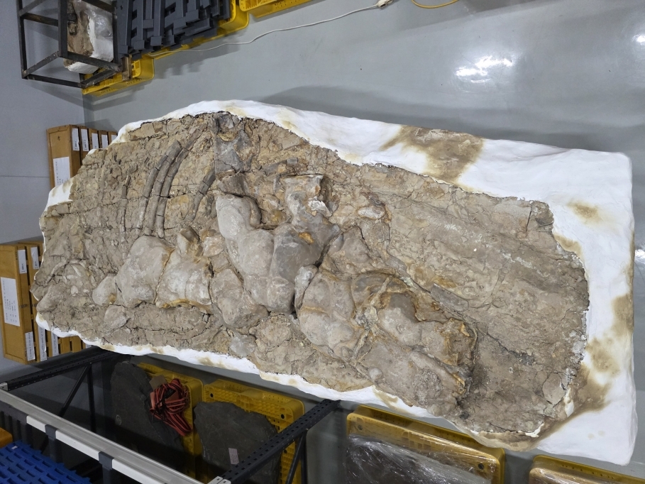 포항 신생대 두호층 고래화석·결핵체, 국가지정 천연기념물 됐다