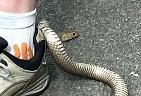 “기이한 사례”…운동화에 독사가 끼인 女의 위기 탈출법