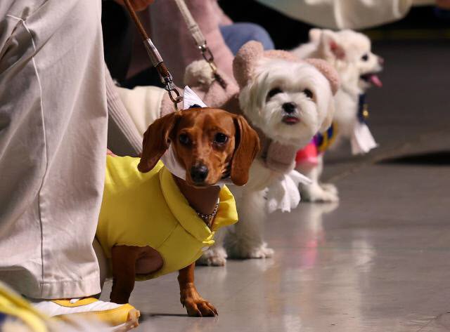 “아이 천식 있는데 강아지 키워도 될까요?” [수민이가 궁금해요]