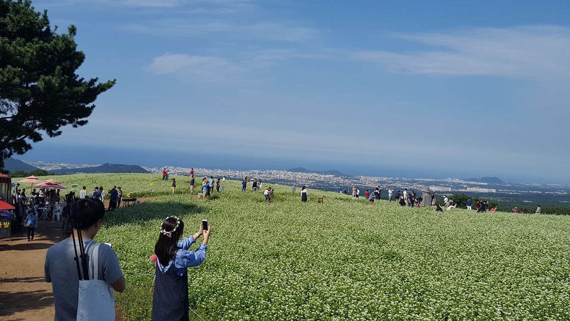 제주가 국내 최대 주산지인 ‘메밀’…체중 증가 억제·항산화·항염 효능 입증