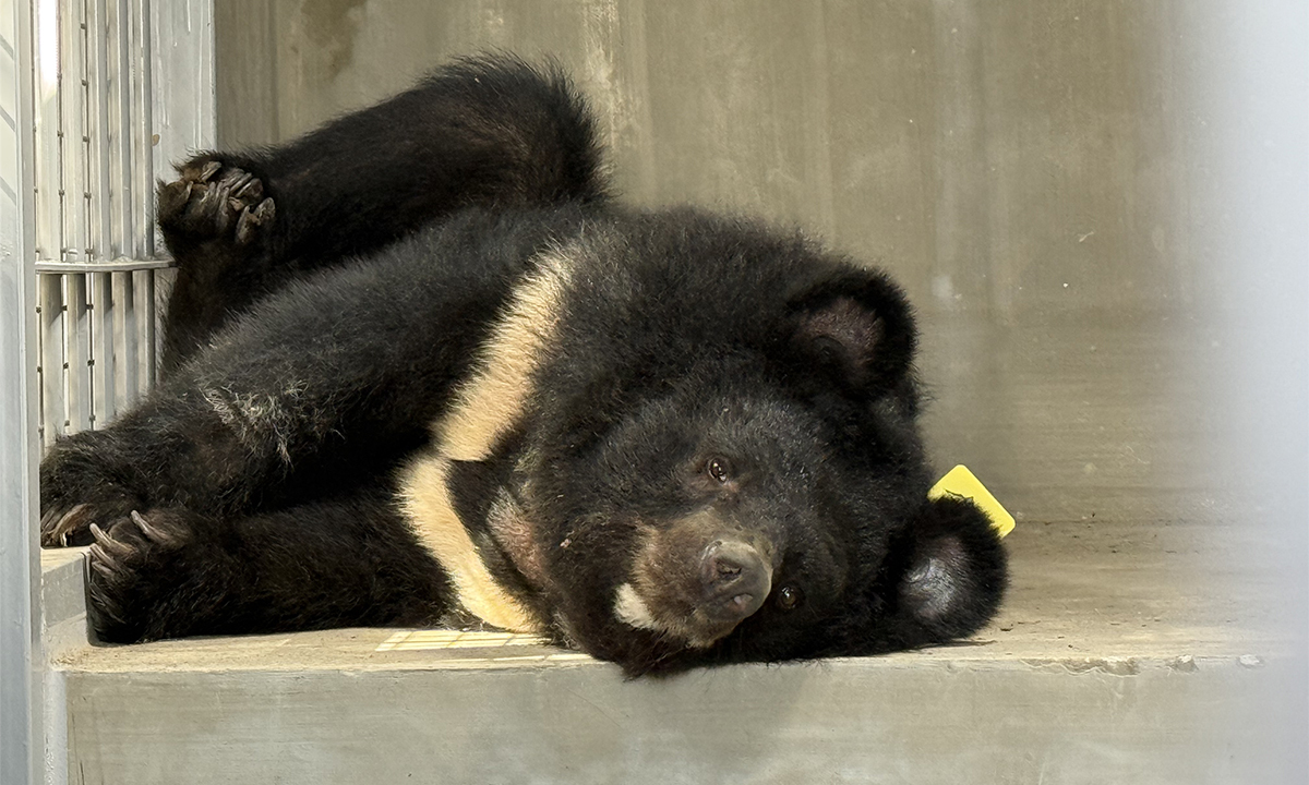 2026년 1월부터 ‘곰 사육?웅담 채취’ 전면 금지…갈 곳 없는 199마리 사육곰 어디로