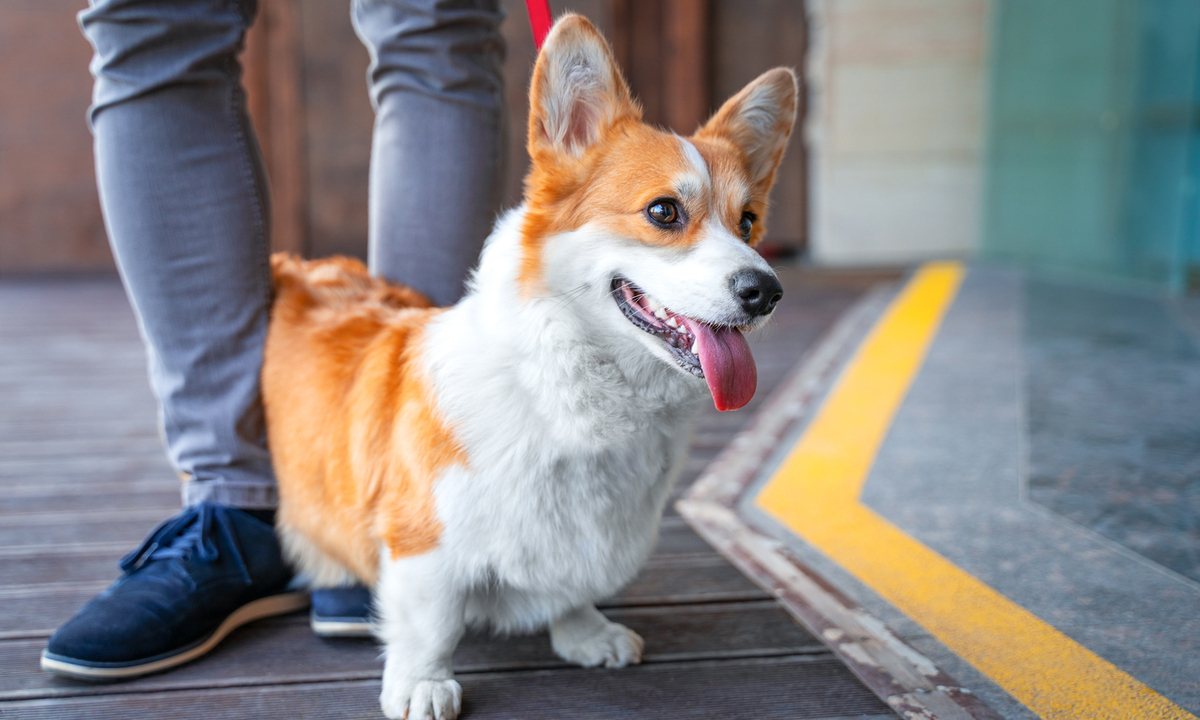 3월부터 음식점에 반려동물 동반 출입 가능