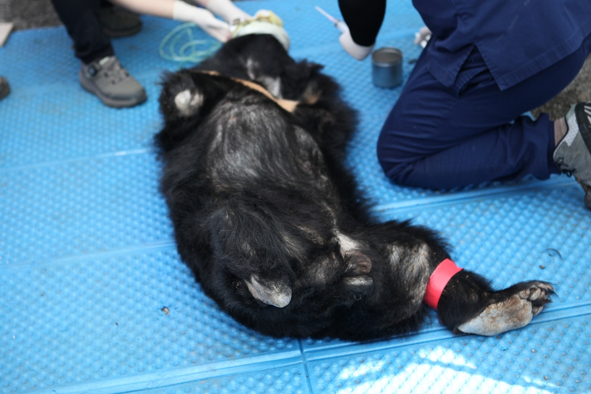 정부, 사육곰 종식 선언했지만… 동물단체 비판 ”곰 목숨만 붙여두는 식 안돼” [정책돋보기]