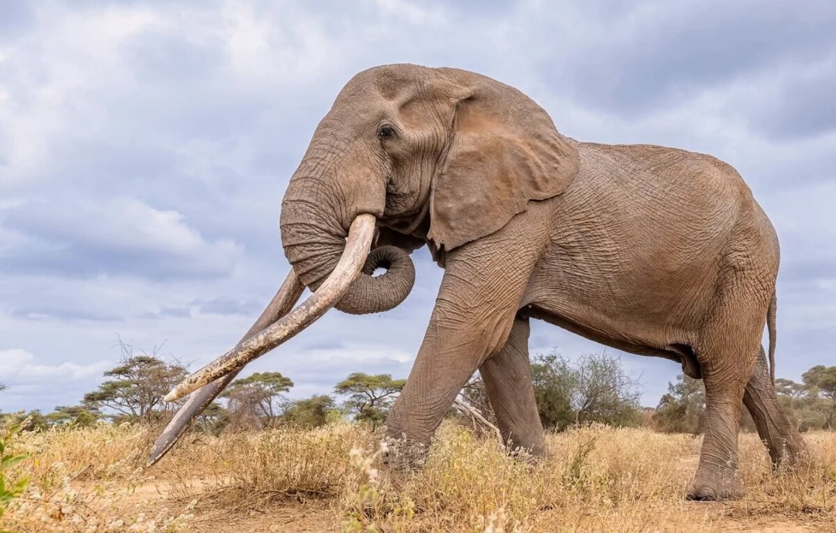 “땅을 쓸고 다닌 기다란 상아”…아프리카 ‘거대 코끼리’ 영면