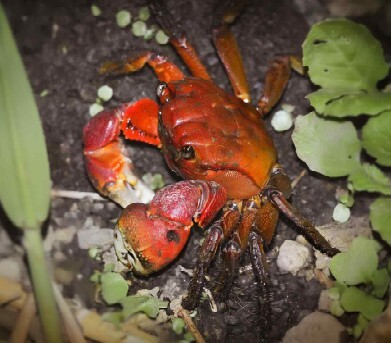 “붉은 말의 해, 주인공은 나야 나”…1월 멸종위기종 ‘붉은발말똥게’