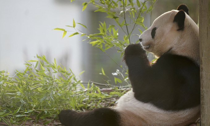 李대통령이 中시진핑에 제안한 ‘판다 대여’…광주 우치동물원은 어떤 곳?