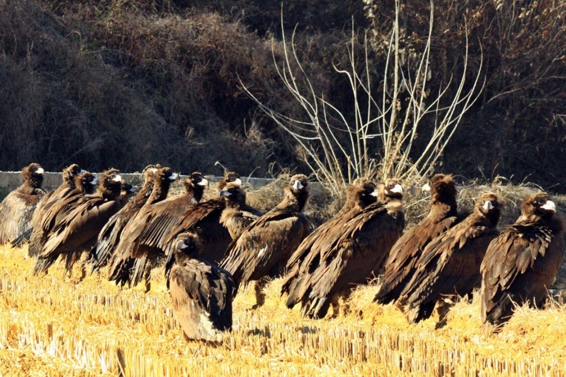 “올해도 찾아왔네…” 남원에 독수리 100여마리 월동 ‘새 서식지’ 부상