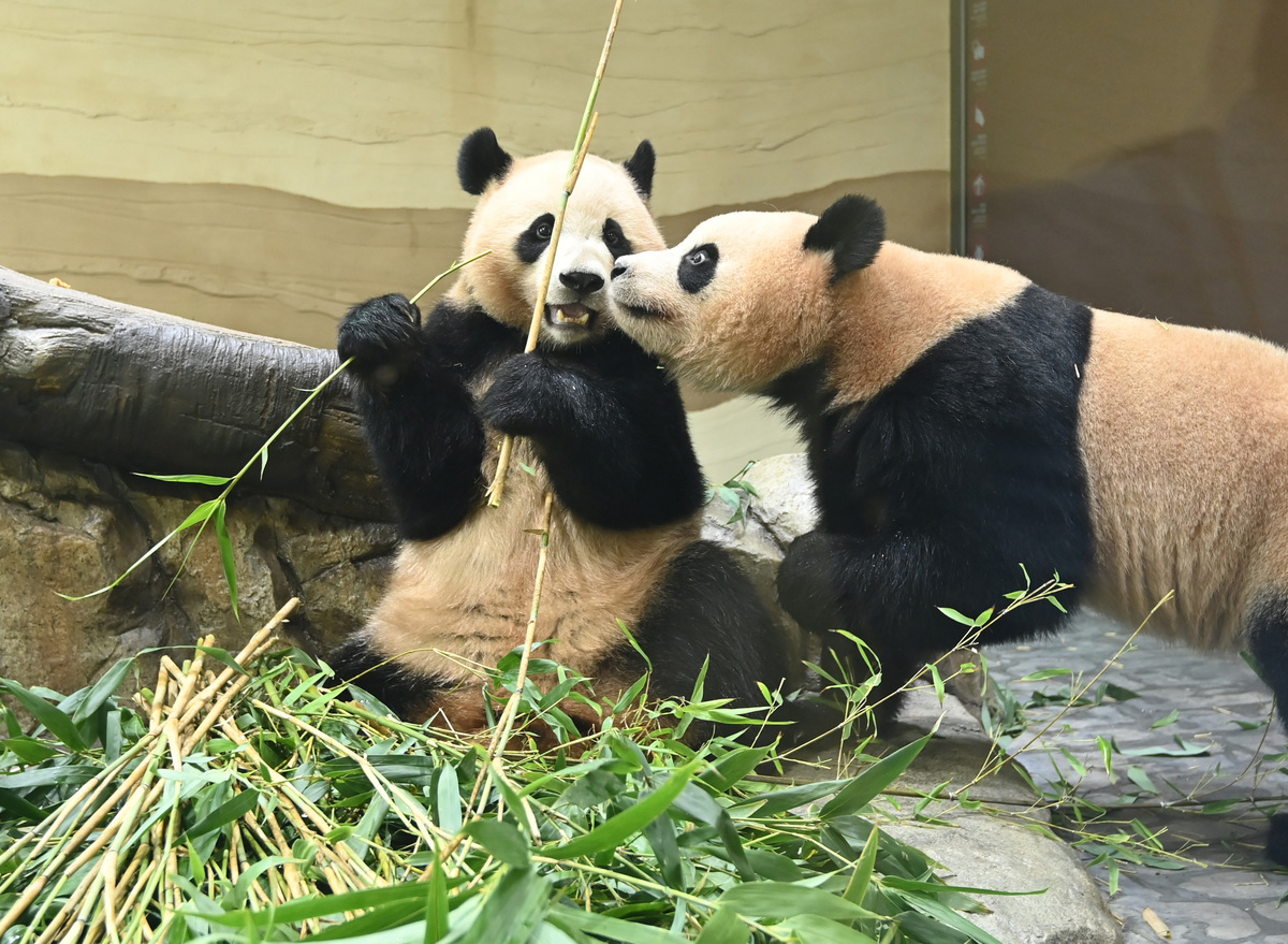 “제2의 푸바오? 필요 없다”…동물단체, 정부 ‘판다 외교’에 쓴소리