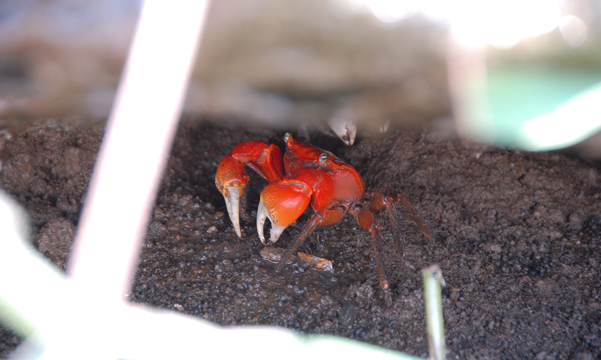 [우리땅,우리생물] 붉은 말의 해, 또 하나의 ‘붉은 이웃’