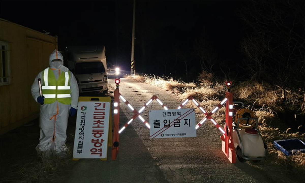 전남 나주 육용오리 농장서 고병원성 조류인플루엔자 발생