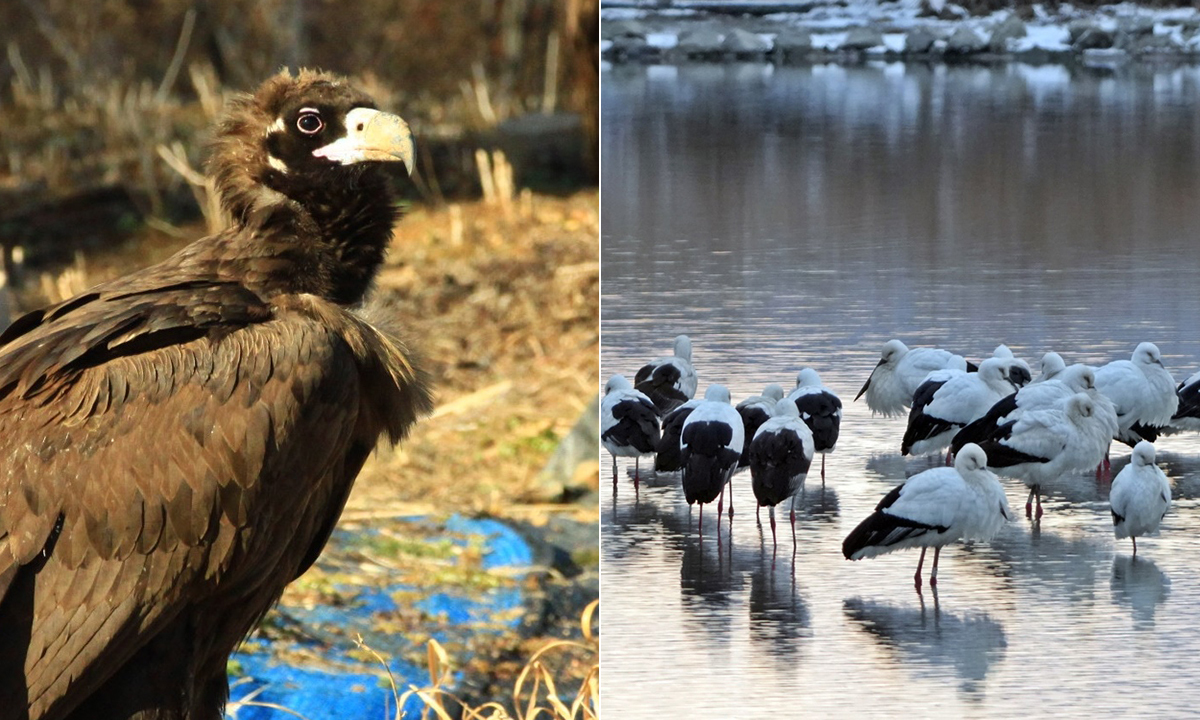"보기 드문 장관 펼쳐져"…황새 떼·독수리 무리가 선택한 '월동 천국'