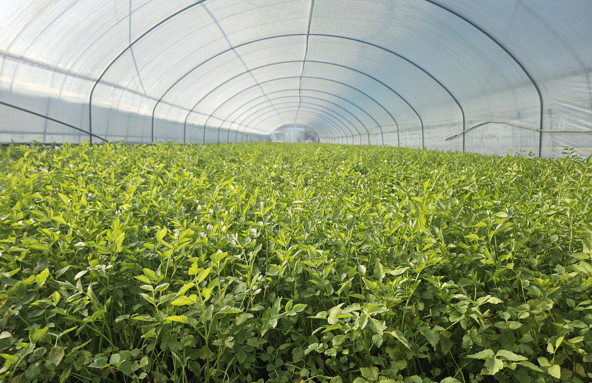 대구 동구 농?특산물 ‘팔공산 미나리’ 본격 출하