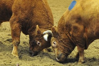 청도소싸움경기장 오는 24일 개장… 연말까지 토·일요일 경기