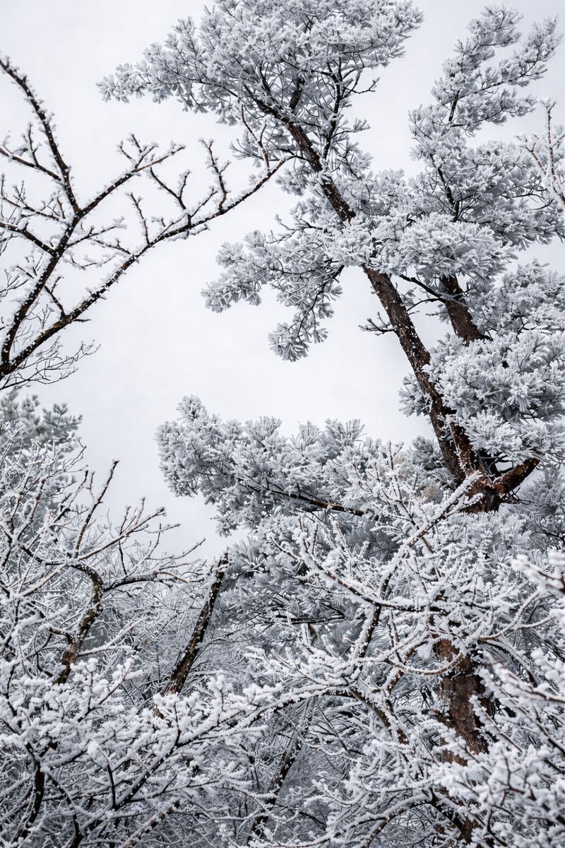 국내 최고 눈꽃 명소는 어디?