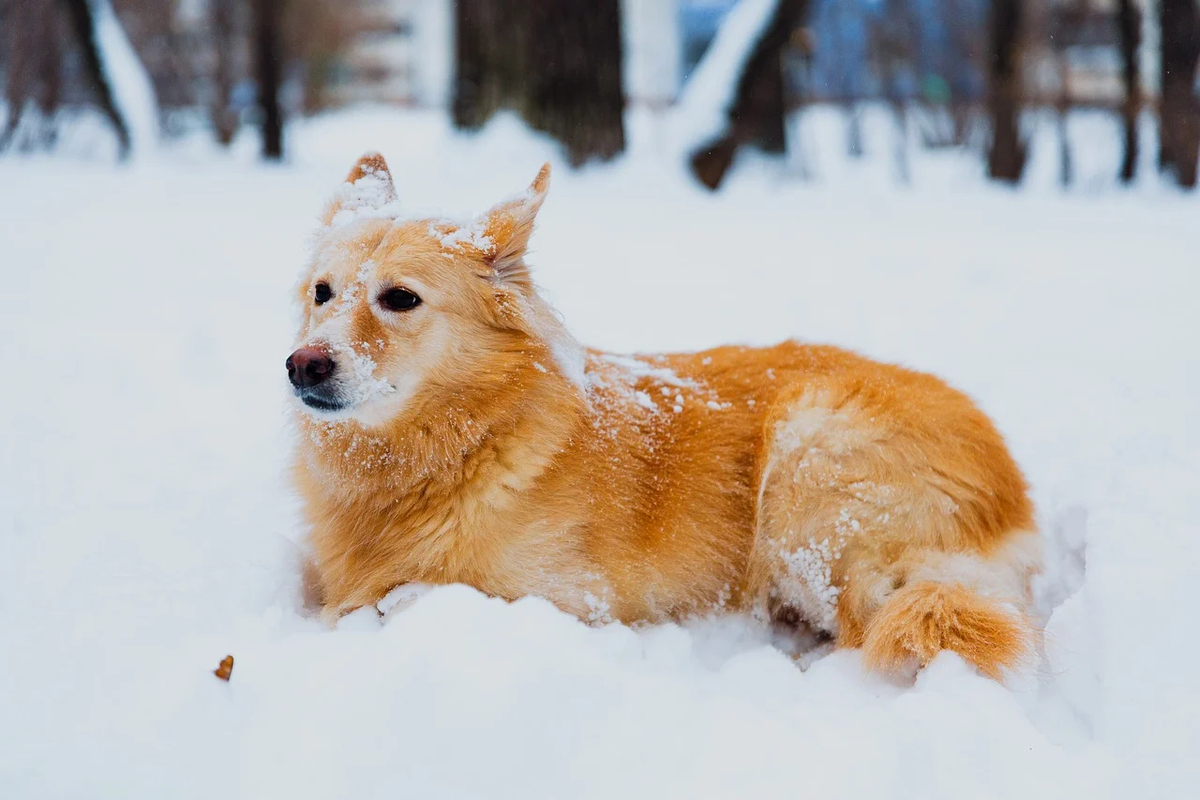 “우리 개 다치면 책임질 거냐” 아파트 제설제 둘러싼 논란…왜?