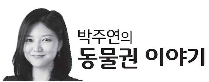 [박주연의동물권이야기] 허술한 민간동물보호시설 신고제